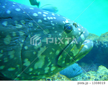 淡水ジャイアントグルーパー タマカイ 怪魚 バンブルビーグルーパー 熱帯魚 約14センチ - 魚類、水生生物