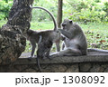 猿の親子 1308092