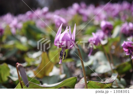 カタクリの花が満開 カタクリの花が満開 1308301