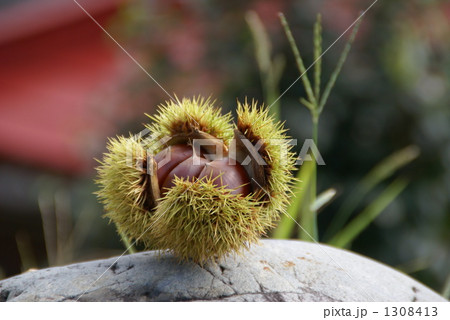いがぐり 1308413