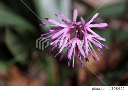 ショウジョウバカマ ショウジョウバカマ 1308492