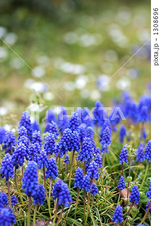 ムスカリ 1308696