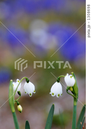 スノーフレーク スノーフレーク 1308698