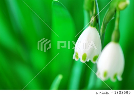 スノーフレーク 1308699