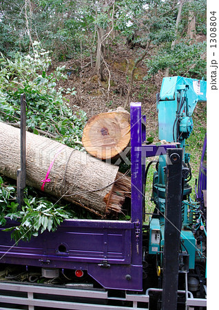 間伐材の搬出 1308804
