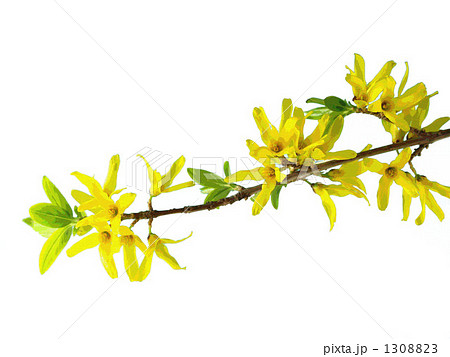 レンギョウ 連翹 イタチグサのイラスト素材 130