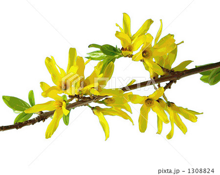イタチグサ 連翹 レンギョウのイラスト素材