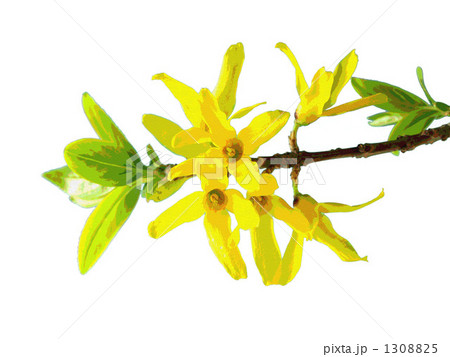 黄色 レンギョウ 連翹のイラスト素材