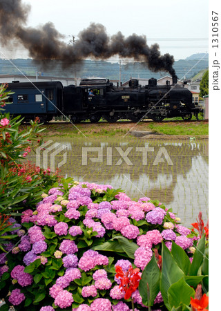 紫陽花とＳＬ 1310567