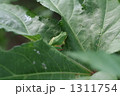 1311754