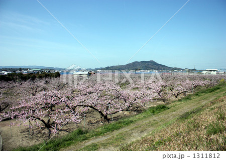 紀ノ川の堤防沿いの桃山町の桃の花、桃源郷。 1311812