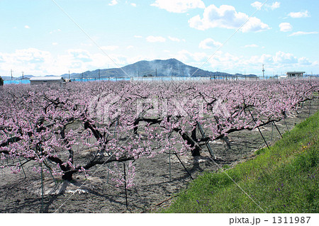 紀ノ川の堤防沿いの桃山町の桃の花、桃源郷。 1311987
