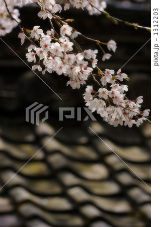 サクラ 13 1312203