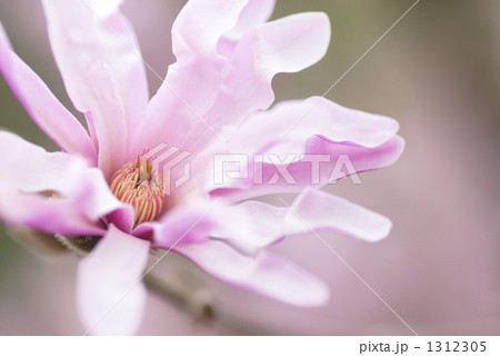 ベニコブシ 1312305