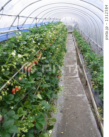 いちご狩り（ビニールハウス） 1312584