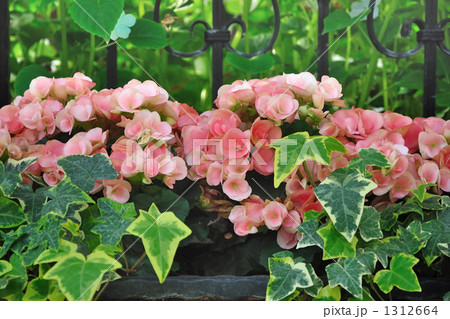 窓辺のピンクのベゴニアとアイビー２の写真素材