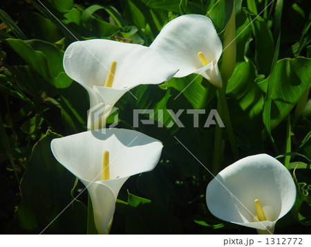 04月　カラー・サトイモ科06 1312772