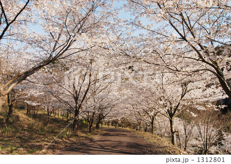 宿毛市日平公園の桜道 1312801