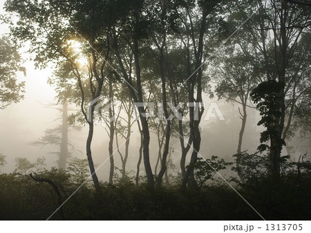 湿原の朝霧 1313705