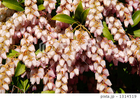 ベニバナアセビ 1314519