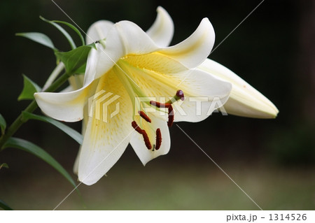 輝くヤマユリ 1314526