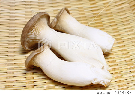 エリンギ 1314537