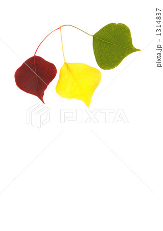 ３色のナンキンハゼの葉 1314837