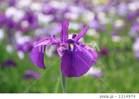 永澤寺の菖蒲 永澤寺の菖蒲 1314974