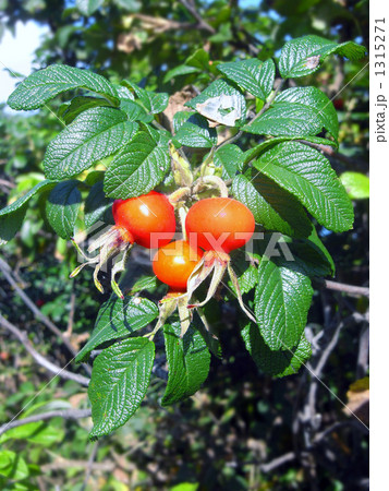 ハマナスの実 1315271