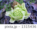 蕗のとう 1315436
