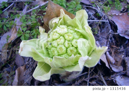 蕗のとう 蕗のとう 1315436