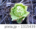 蕗の薹 1315439