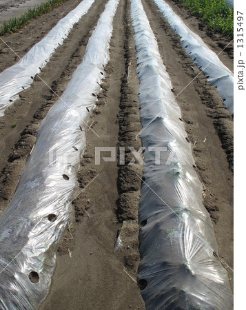 畑のビニールシート 畑のビニールシート 1315497
