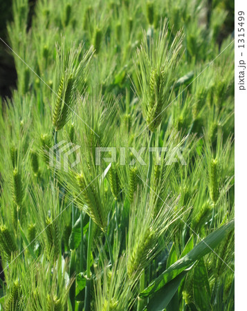 麦畑 1315499