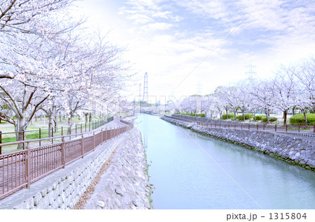 平和市民公園　桜並木 1315804