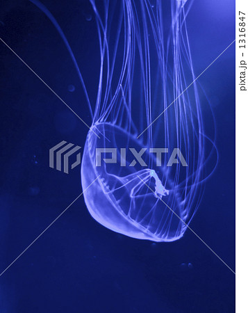 ギヤマンクラゲ 1316847