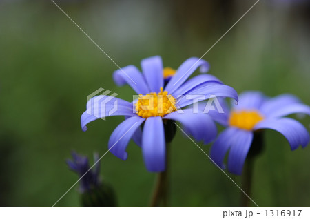 ブルーデイジー 1316917