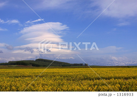 キガラシの丘 1316933