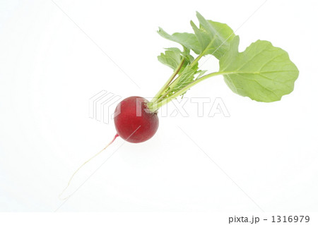 ラディッシュ 1316979