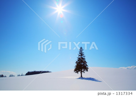雪原に輝くクリスマスツリー 1317334