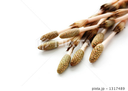 ツクシ 1317489