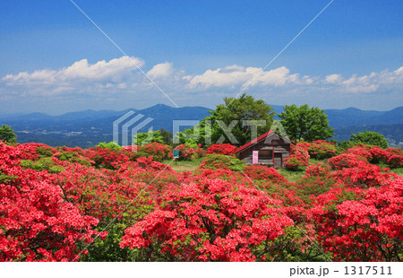 高柴山のツツジ 高柴山のツツジ 1317511