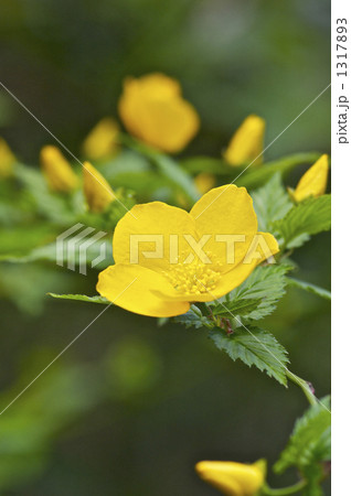 ヤマブキの花 ヤマブキの花 1317893