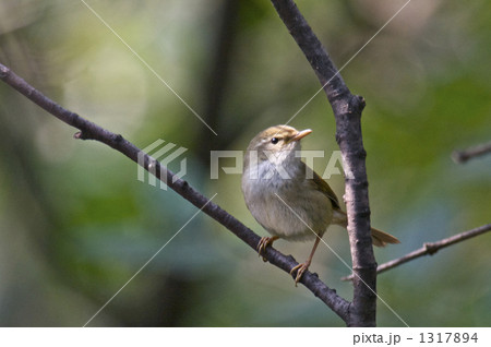 枝にとまるウグイス 1317894