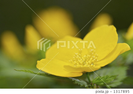 ヤマブキの花 1317895