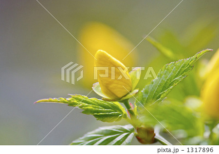 ヤマブキの蕾 ヤマブキの蕾 1317896