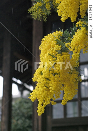 ミモザの花 1317941