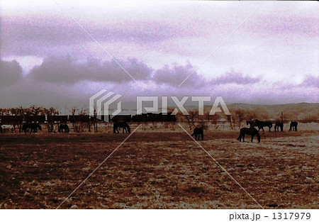 昭和50年牧場を行くD51　室蘭本線 1317979