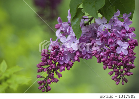 咲き始めのライラック 1317985