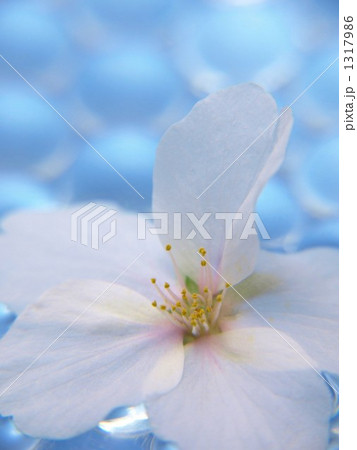 cherry blossom 1317986